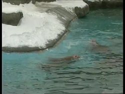 RUSSIA: MOSCOW ZOO WALRUSES News Clip