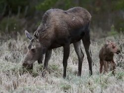 MS  shot of a cow moose (Alces alces) and newborn calf grazing at dusk Stock Footage