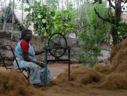 An unidentified Indian woman makes rope out of coconut fibers at an outdoor factory Stock Footage