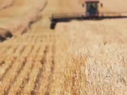 Farmer harvesting Wheat field Stock Footage