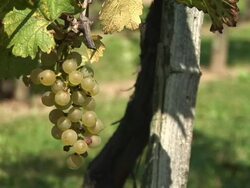 HD: Picking Grape Stock Footage