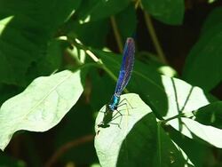 Dragonfly in the forest Stock Footage