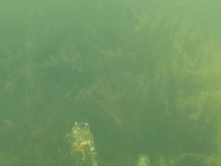 underwater plants, continental lake HD Stock Footage