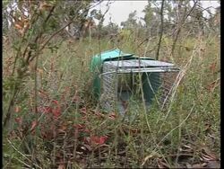Tourists help rangers in eco-holiday News Clip