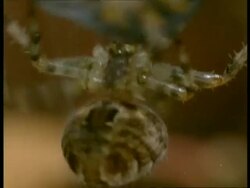 Garden Spider (Araneus) CU spider quickly wraps up wasp prey in silk, England Stock Footage