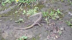 HD: Discovering The Forest Stock Footage