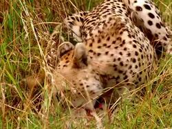 CU TU Cheetah laying in long grass eating carcass / Masai Mara, Kenya Stock Footage