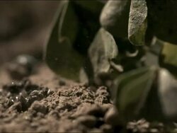 High speed hard rain on earth, beetle in background Stock Footage
