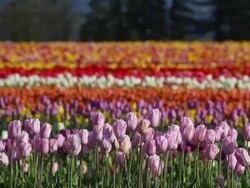 rows of tulips in Spring Stock Footage