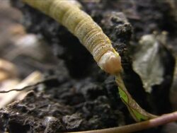 NTSC: Caterpillar Stock Footage