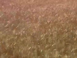 Golden wheat field Stock Footage