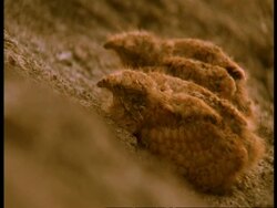 CU young Nightjars camouflaged against rock and mud, Western Ghats, India Stock Footage