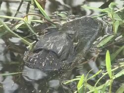 Young alligator 9 Stock Footage