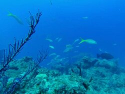 Caribbean reef sharks, Carcharhinus perezi, over reef. Bahamas  Stock Footage