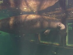 Manatee-in front of window, breathes, Florida, North Atlantic Ocean  Stock Footage