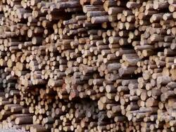 WS ZO Pile of logs / Near Williams Lake, British Columbia, Canada Stock Footage