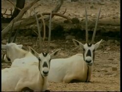 Arabian Oryx, Oryx leucoryx, lying down, looking to camera, long horns, MS, Israel Stock Footage