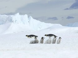 MS Emperor Penguin chicks in snow searching way to move on / Antarctica Stock Footage
