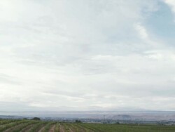 WS TD PAN View of vineyard and sky / Zillah, Washington, USA  Stock Footage