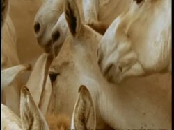 BCU Heads of wild ass in profile, Gujarat, India Stock Footage