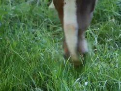 Horse eating grass in the farm Stock Footage