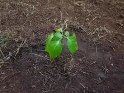 Replanting of flooded forests Stock Footage