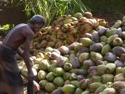 husking coconut sri lanka Stock Footage
