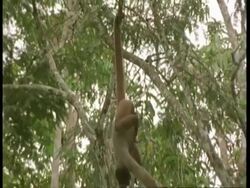 CU Zooming out, Woolly monkey dangling from branch by prehensile tail, South America Stock Footage
