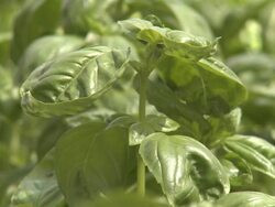 basil Stock Footage