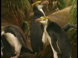 MS zoom in to Royal Penguins, Eudyptes schlegeli, waddling over rocks, Antarctica Stock Footage