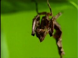 Preying Mantis, MCU mantis cleans foot, camouflaged as a leaf, pulls out, Panama Stock Footage