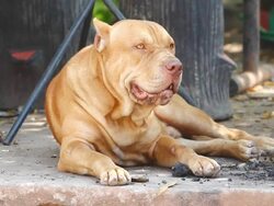 Pit bull terrier Stock Footage