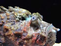 Stone Fish. Stock Footage