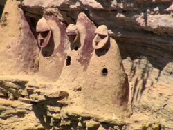 "CU of ancient cliffside Chachapoya sarcophogi, bright sunshine, one has become the nest for a swarm of killer bees, Amazonas region of Peru [PerÃƒÂº]" Stock Footage