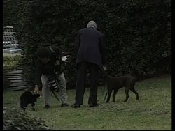 USA: BILL CLINTON'S PUPPY &amp; SOCKS THE CAT MEET WITH FIERY RESULTS News Clip