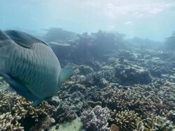 Following a Maori Wrasse on the Great Barrier Reef Stock Footage