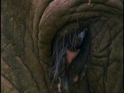 CU Indian Elephant, Elephas maximus bloodshot eye, Western Ghats, India Stock Footage