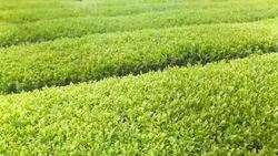 Green tea plant natural Stock Footage