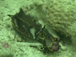 Flamboyant Cuttlefish (Metasepia pfefferi) hunting, Kapalai, Sipadan, Borneo Stock Footage