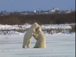 Polar bears (Ursus maritimus) play fighting, near Churchill, Manitoba, Canada Stock Footage
