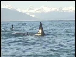 MS fins from pod of killer whales as they swim, Snowy mountains on horizon, Arctic circle Stock Footage