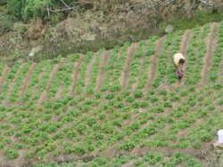 WS Gardener maintaining large field / Venezuela Stock Footage