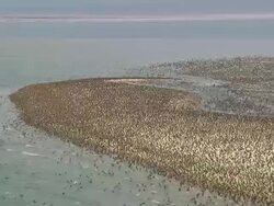 WS AERIAL ZI Thousands of Birds on beach / North Carolina, United States Stock Footage