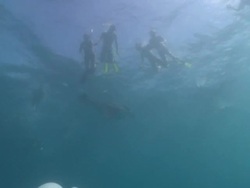 MS Shot of Manta ray and tourists / Hanifaru, Baa Atoll, Maldives    Stock Footage