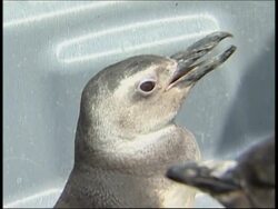 Washed up penguins set to sail back to Patagonia News Clip