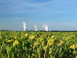 Sunflower field with coal-fired power plant in the background Stock Footage