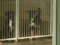 Dogs in Cages at Shelter News Clip