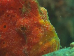 Orange Frogfish predation, sucks in fish, releases it, Indonesia  Stock Footage
