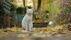 white cat Stock Footage