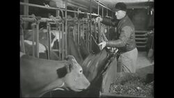 Swedish immigrants working the farms in Minnesota Stock Footage